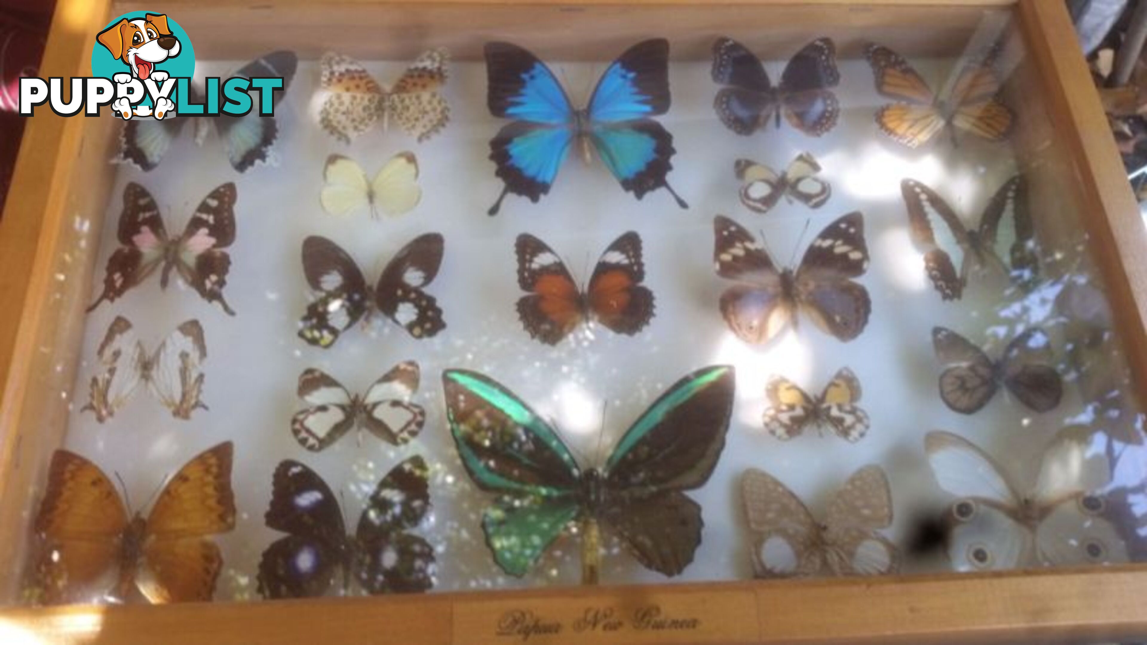 RARE PNG BUTTERFLY COLLECTION