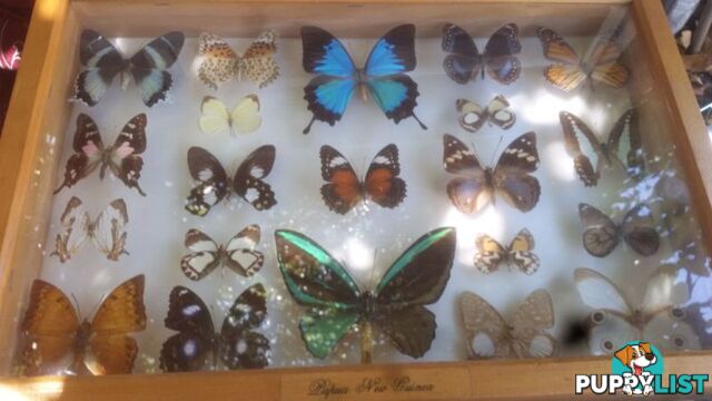 RARE PNG BUTTERFLY COLLECTION