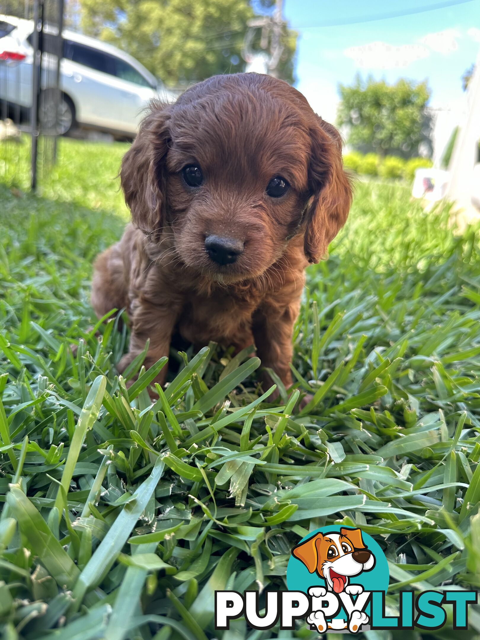 F1B Toy Cavoodle puppies