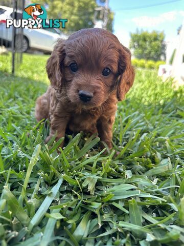 F1B Toy Cavoodle puppies