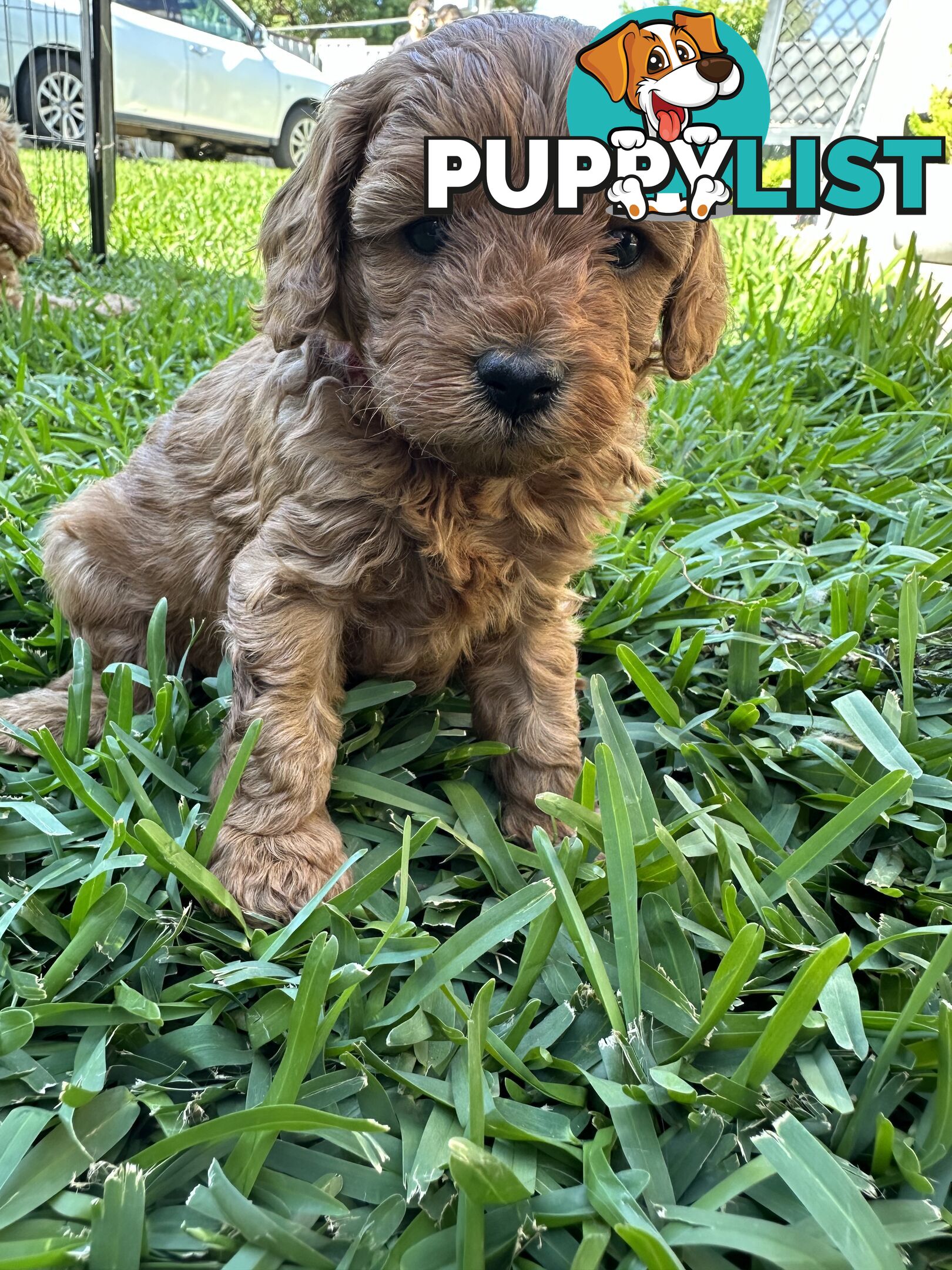 F1B Toy Cavoodle puppies