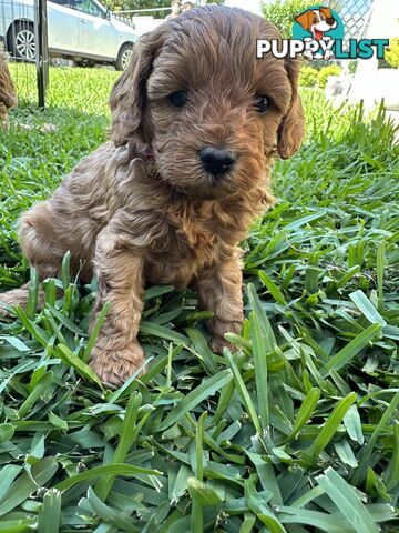 F1B Toy Cavoodle puppies