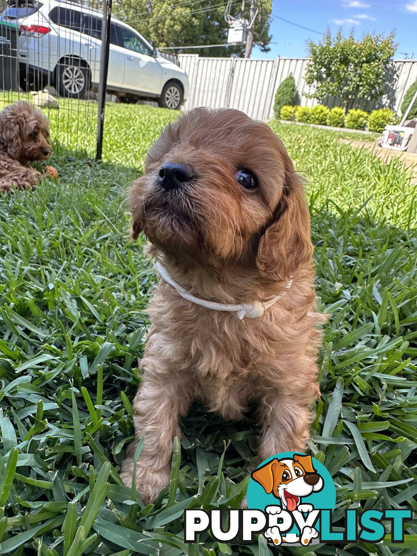 F1B Toy Cavoodle puppies