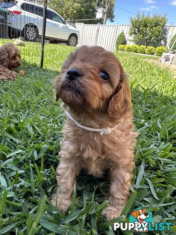 F1B Toy Cavoodle puppies