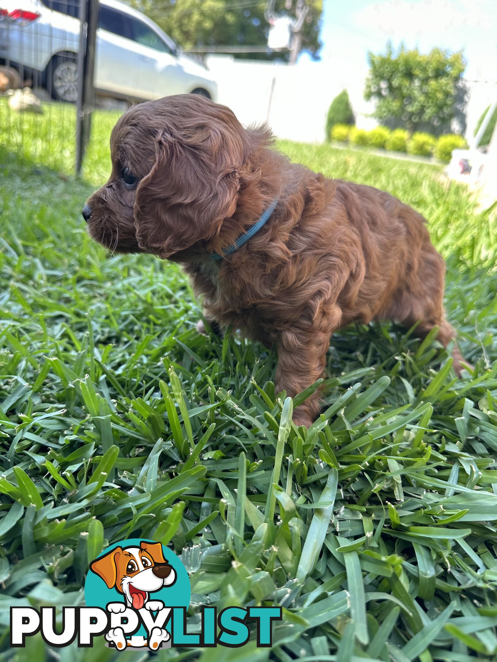 F1B Toy Cavoodle puppies