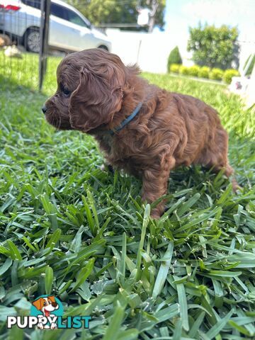 F1B Toy Cavoodle puppies