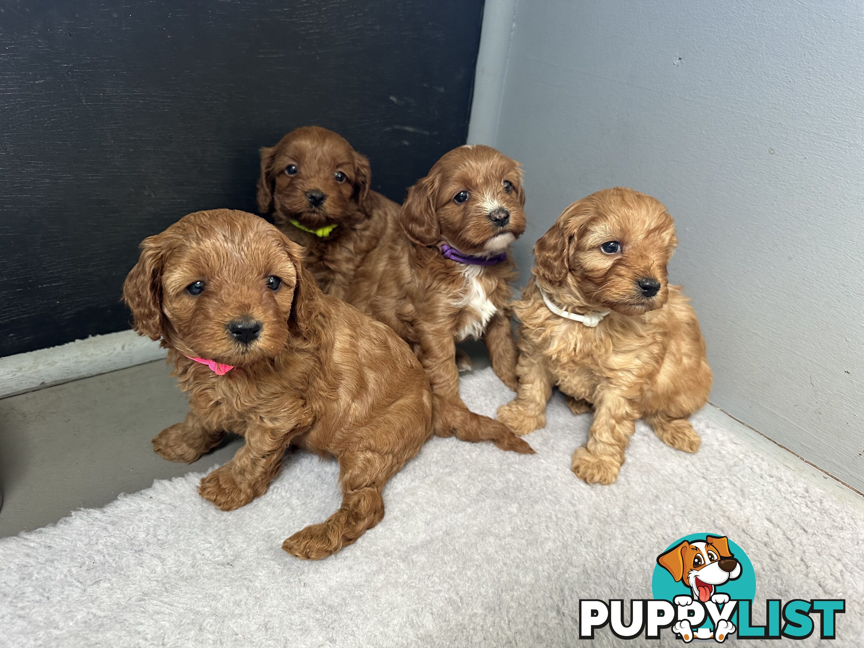 F1B Toy Cavoodle puppies