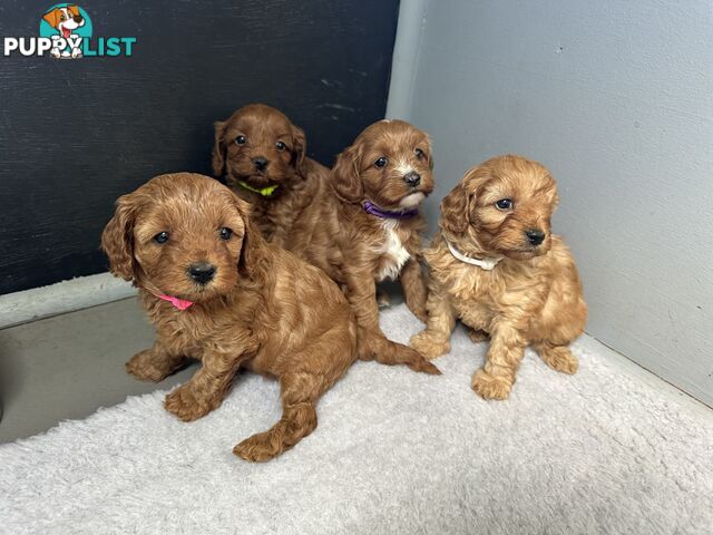 F1B Toy Cavoodle puppies