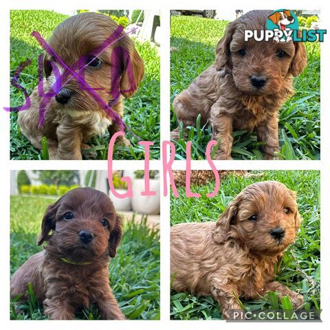 F1B Toy Cavoodle puppies