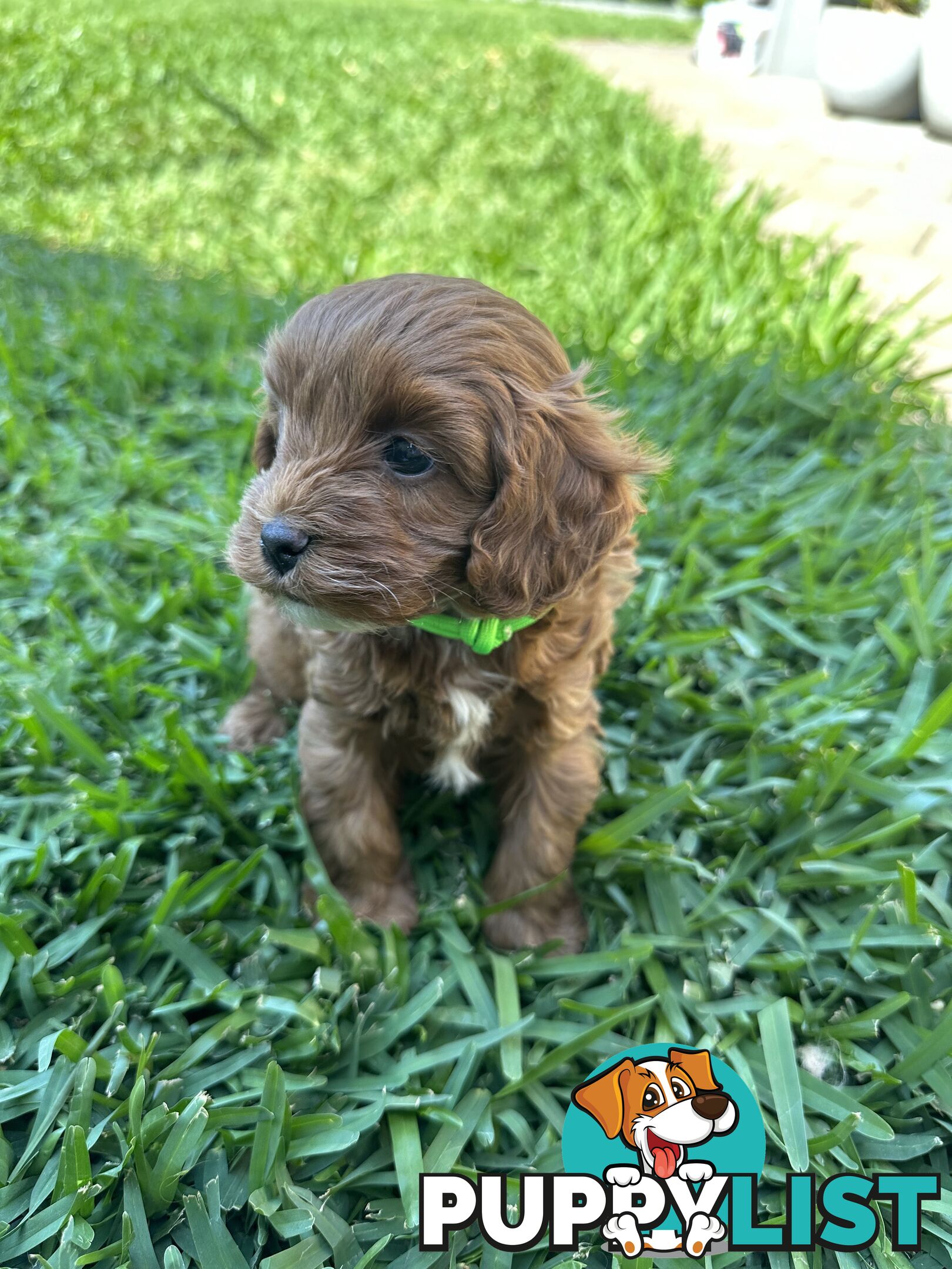 F1B Toy Cavoodle puppies