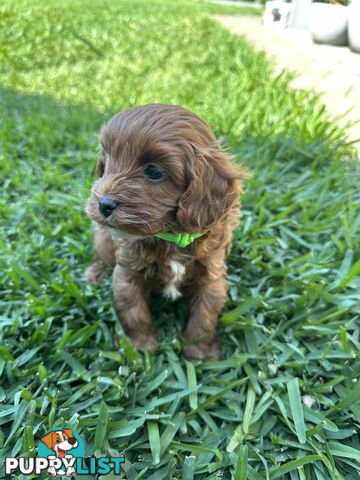 F1B Toy Cavoodle puppies