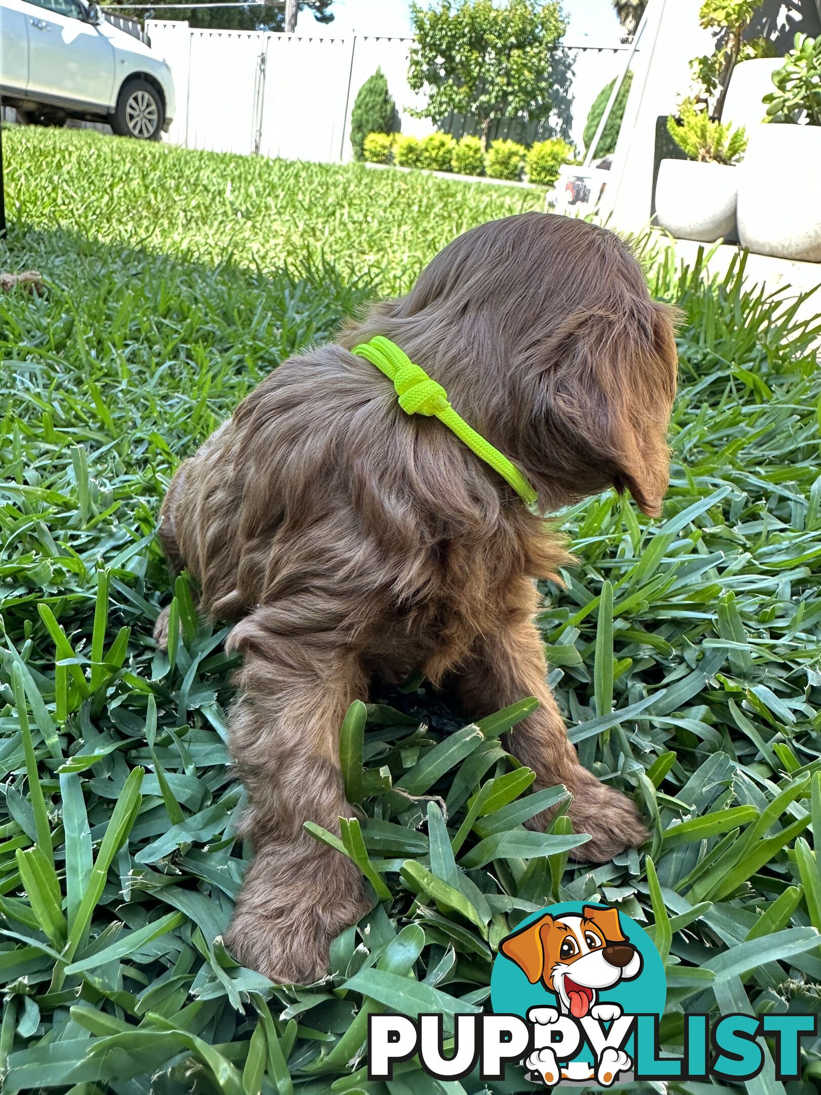 F1B Toy Cavoodle puppies