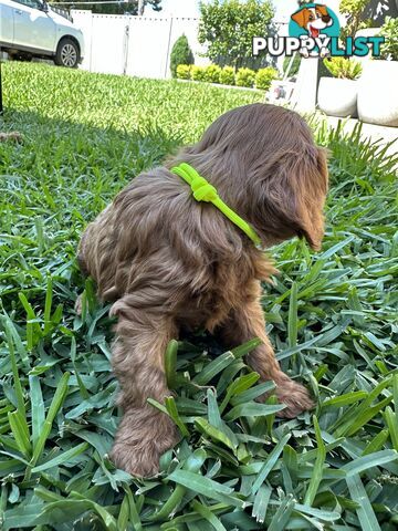 F1B Toy Cavoodle puppies