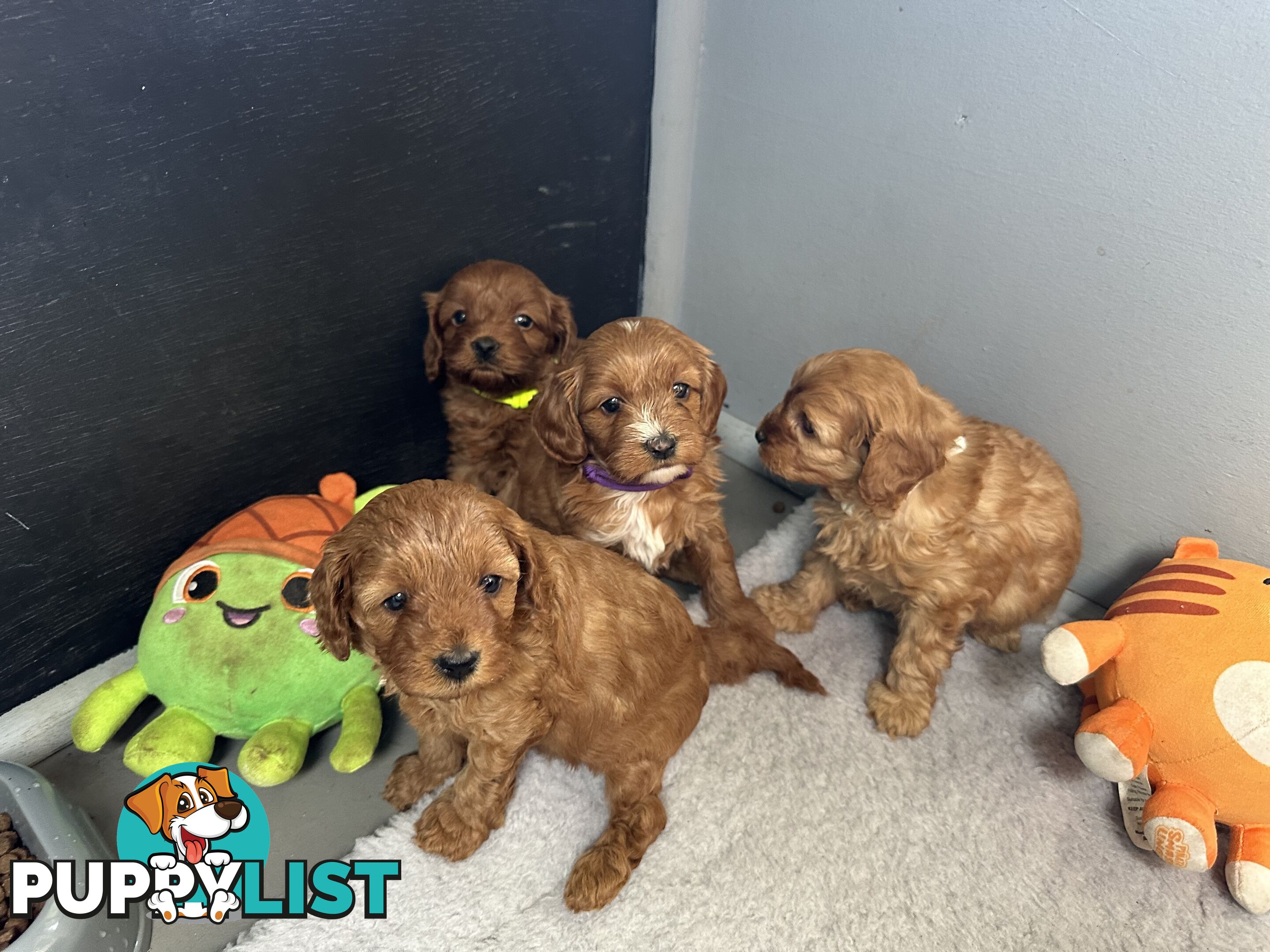 F1B Toy Cavoodle puppies