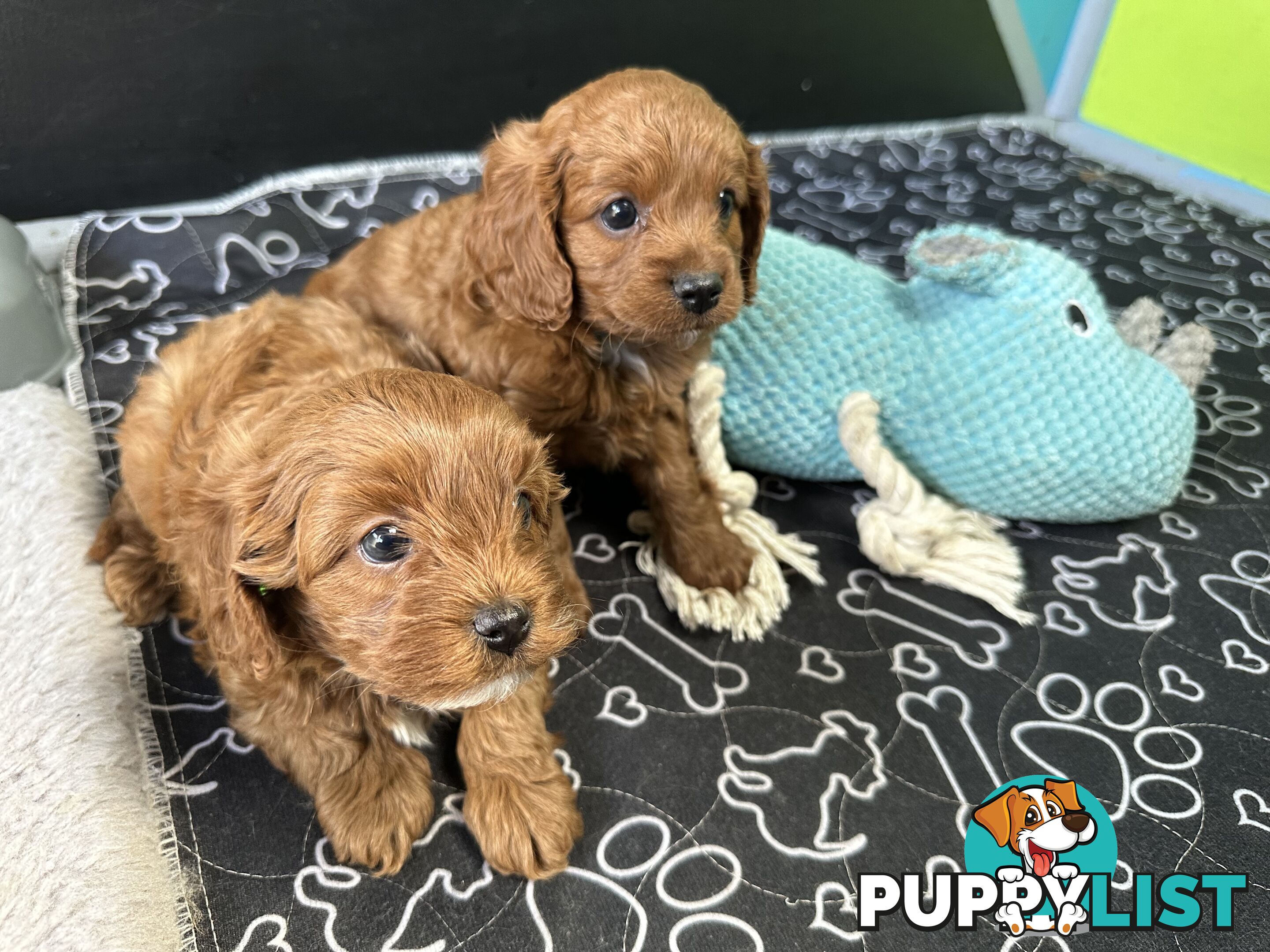 F1B Toy Cavoodle puppies