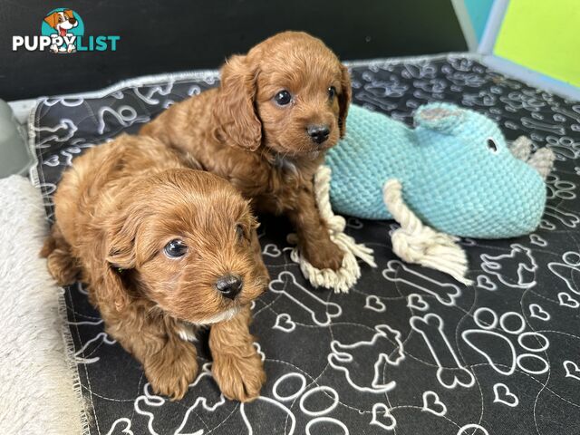 F1B Toy Cavoodle puppies