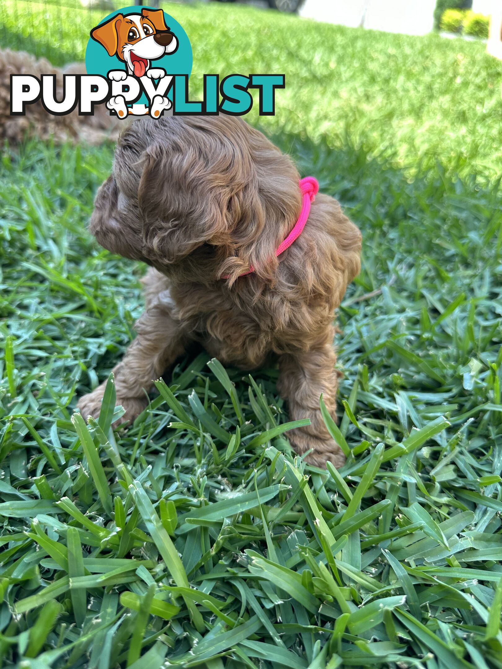 F1B Toy Cavoodle puppies