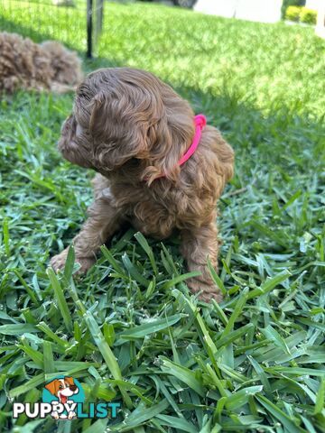 F1B Toy Cavoodle puppies