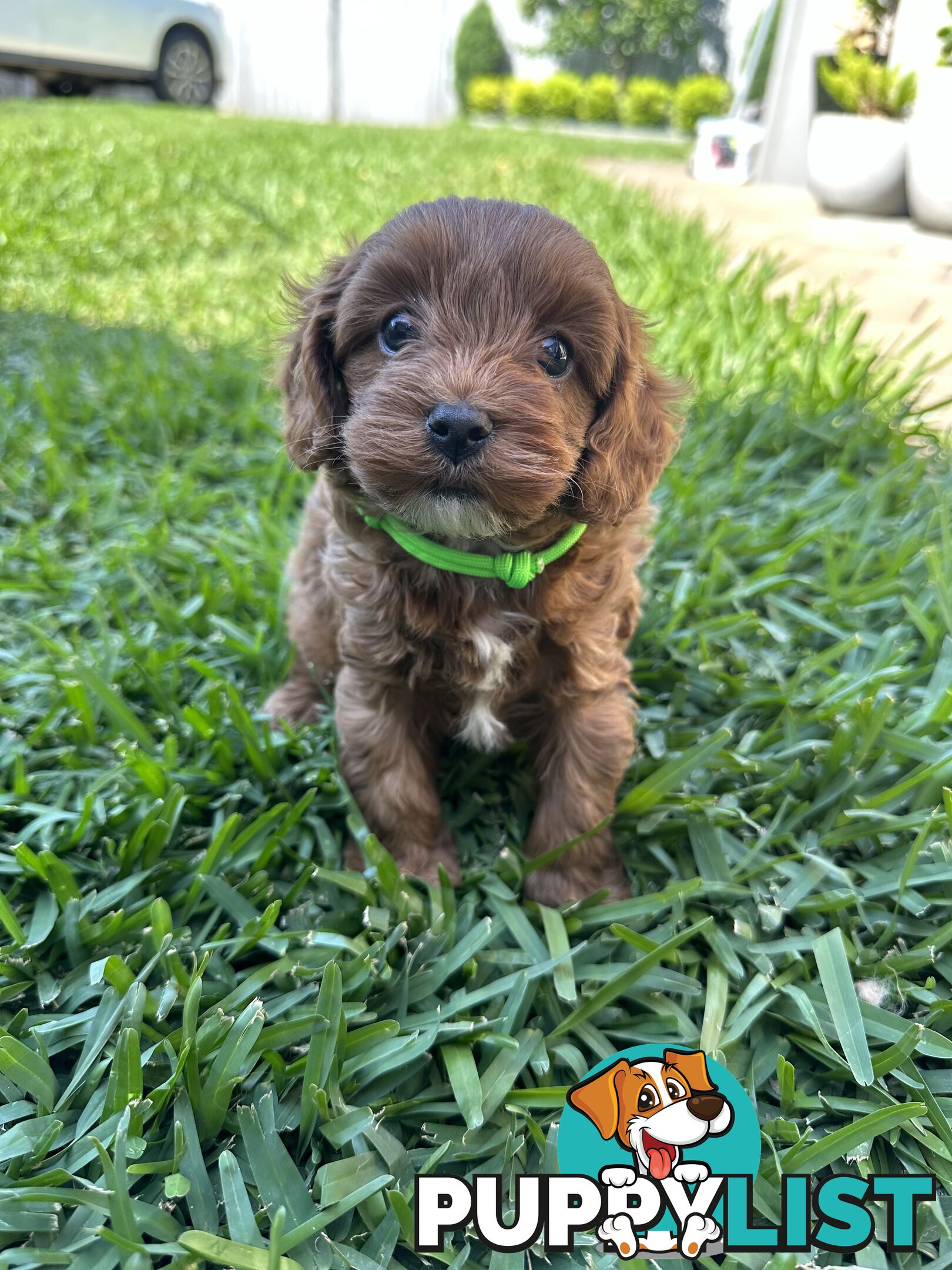 F1B Toy Cavoodle puppies