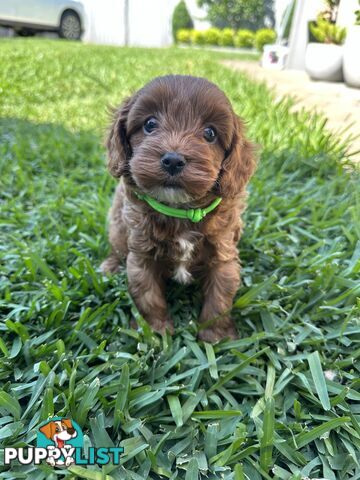 F1B Toy Cavoodle puppies