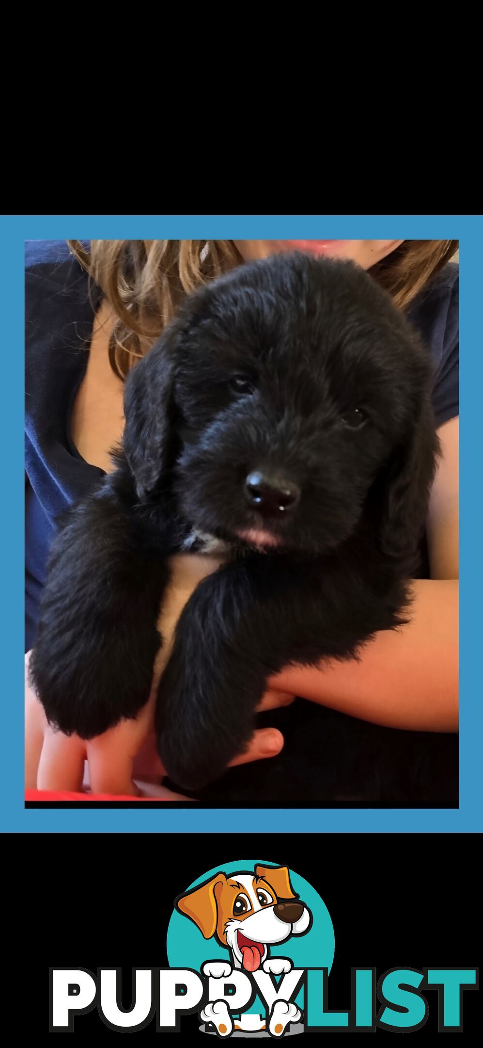 Golden Poogle Puppy
