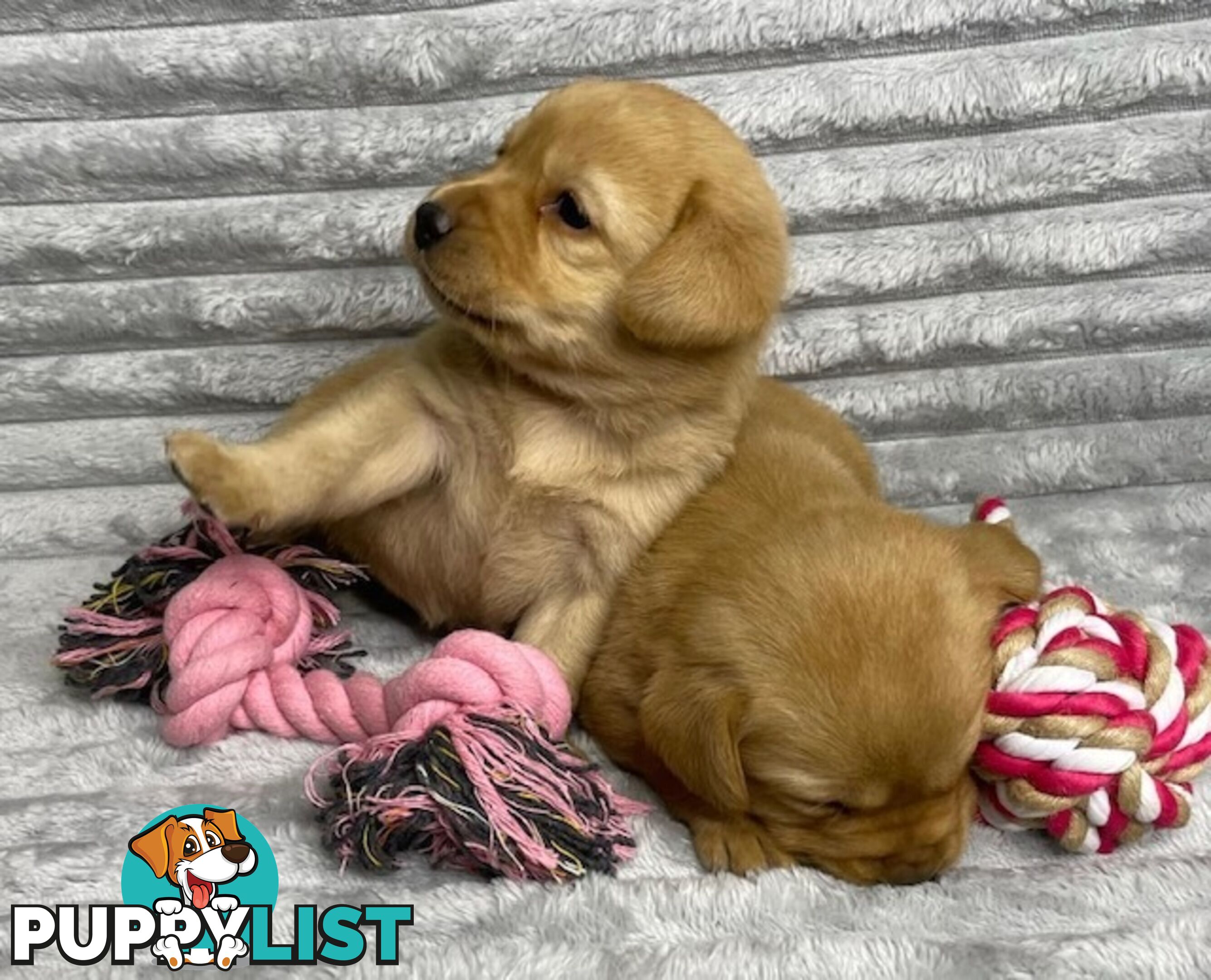 Purebred Labrador Puppies - Dark Gold