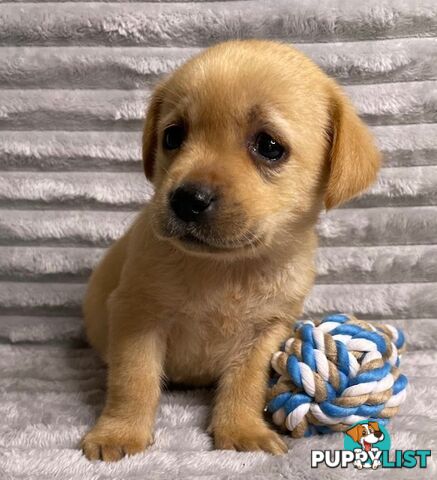 Purebred Labrador Puppies - Dark Gold