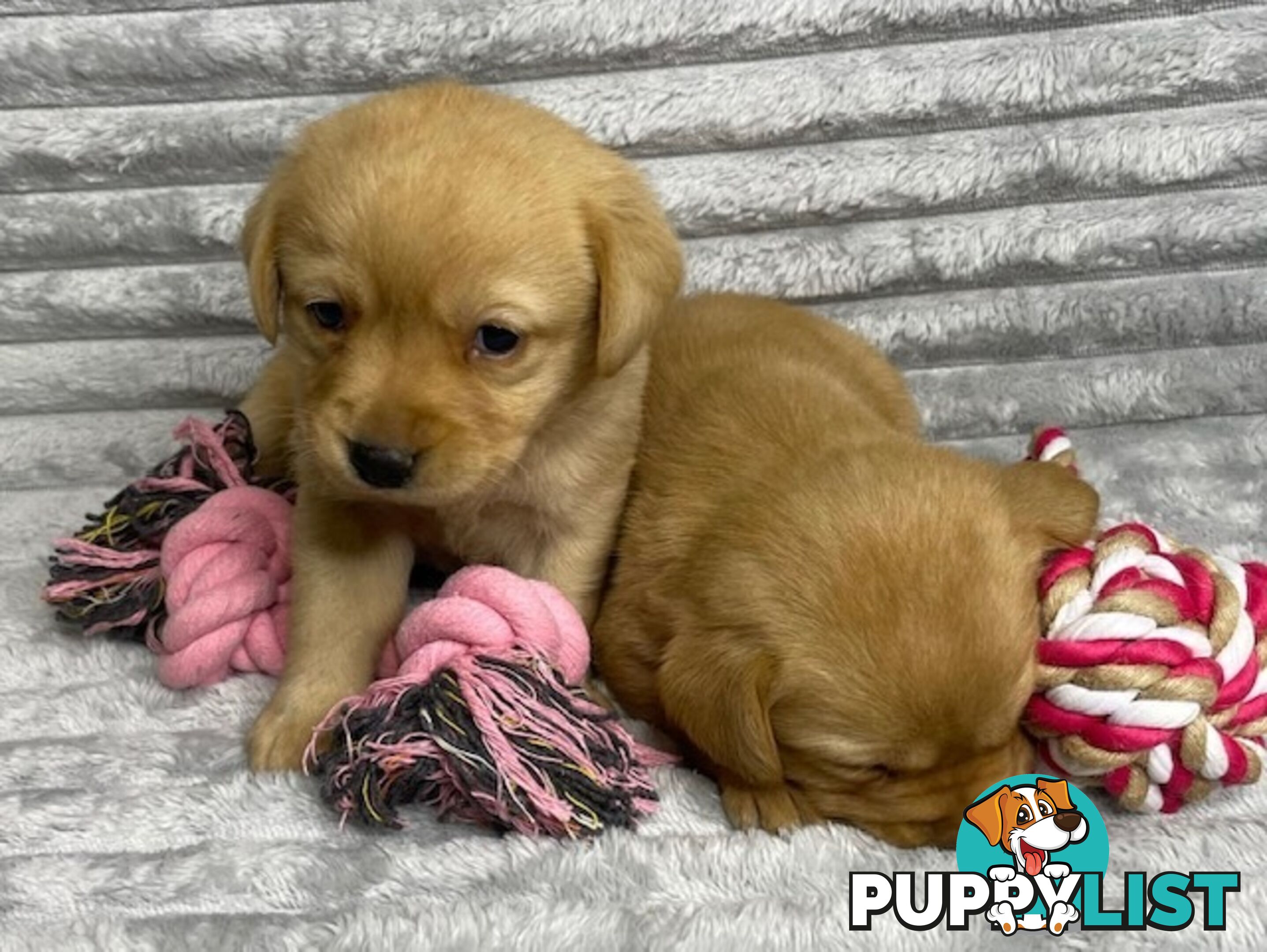 Purebred Labrador Puppies - Dark Gold