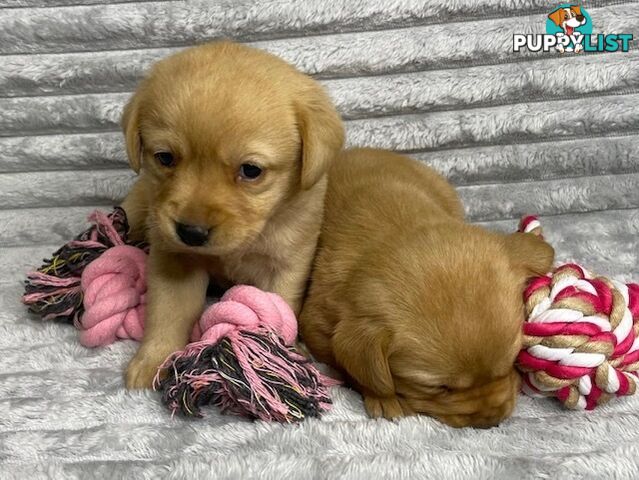 Purebred Labrador Puppies - Dark Gold