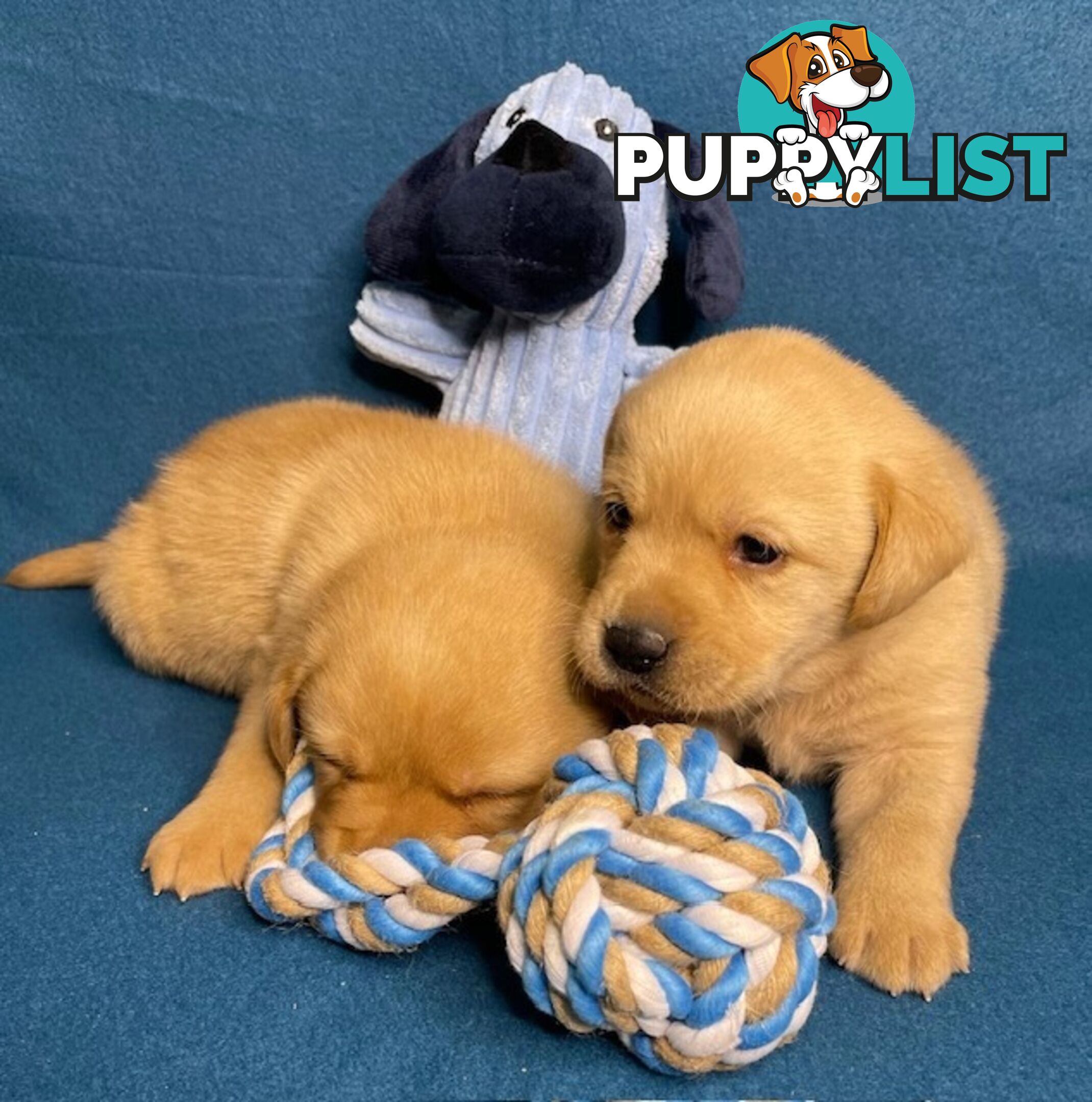 Purebred Labrador Puppies - Dark Gold