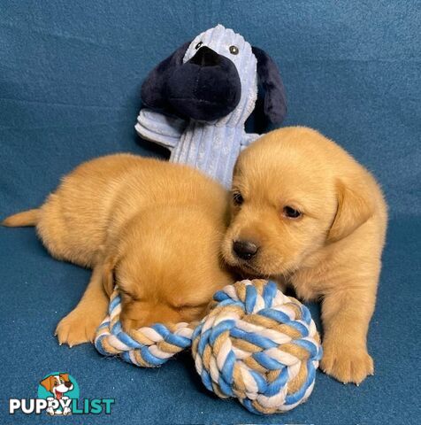 Purebred Labrador Puppies - Dark Gold