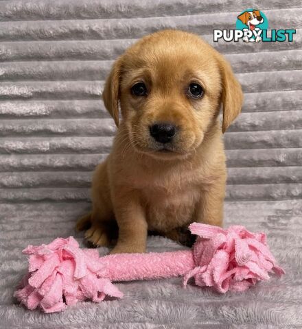 Purebred Labrador Puppies - Dark Gold