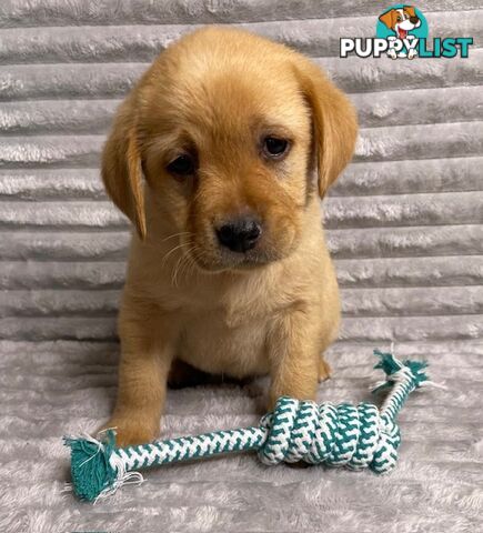 Purebred Labrador Puppies - Dark Gold