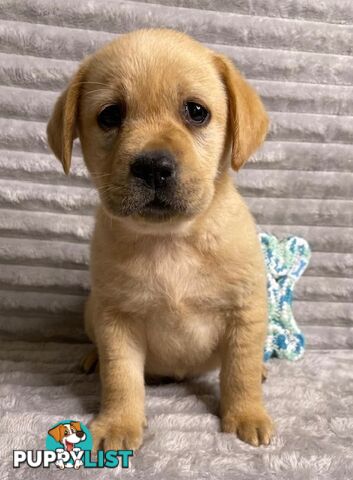 Purebred Labrador Puppies - Dark Gold