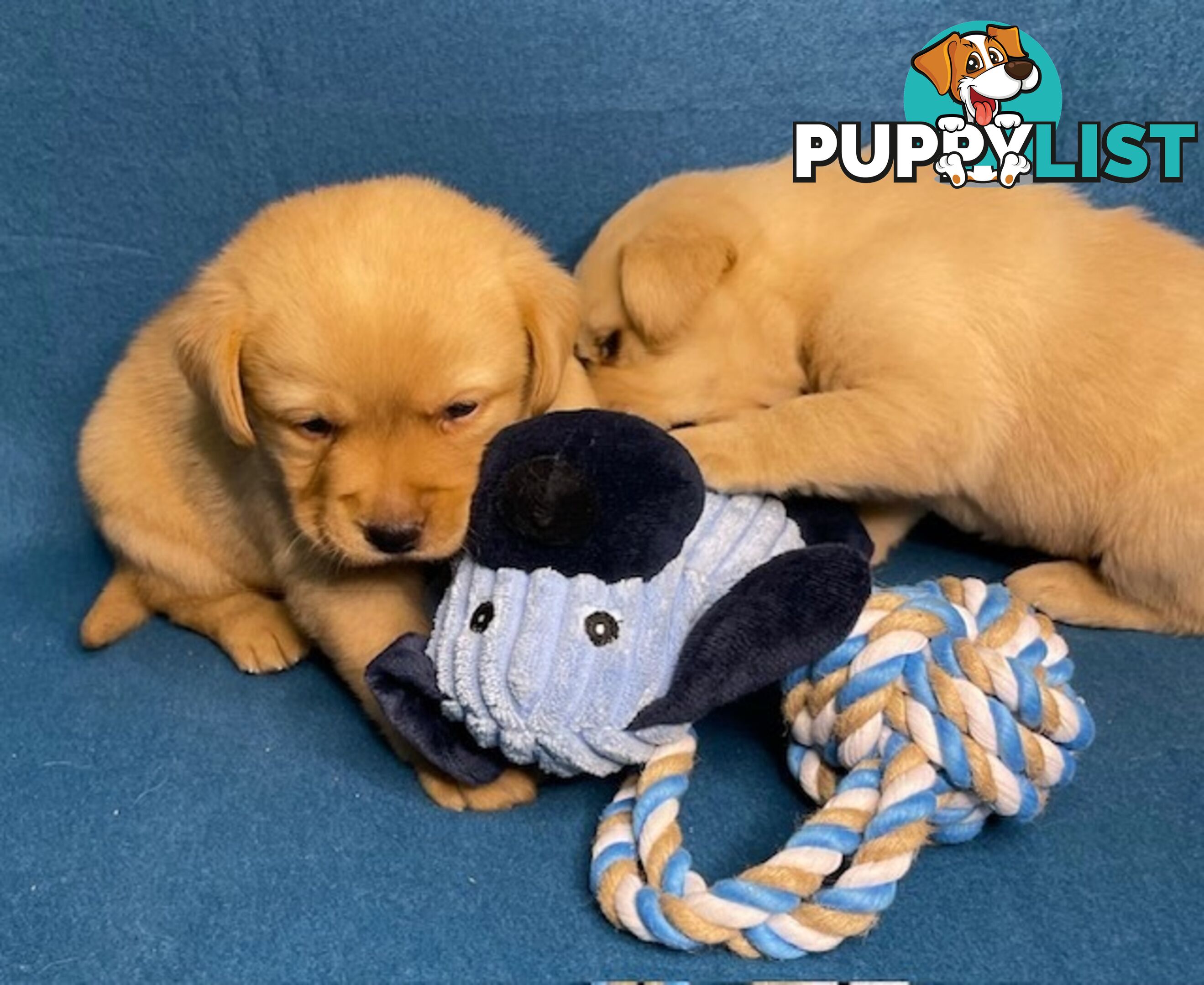 Purebred Labrador Puppies - Dark Gold