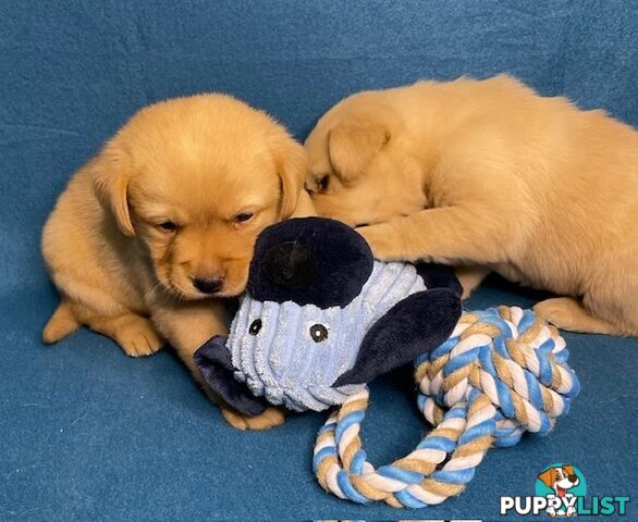 Purebred Labrador Puppies - Dark Gold