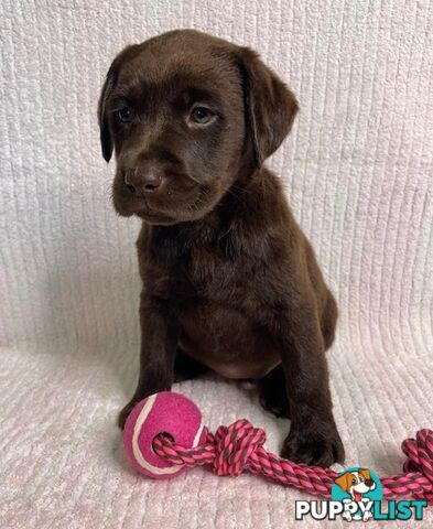 Labrador Pups - Delivery Available Australia Wide