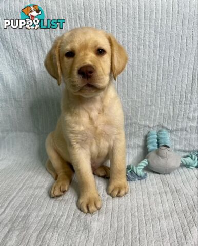 Labrador Pups - Delivery Available Australia Wide