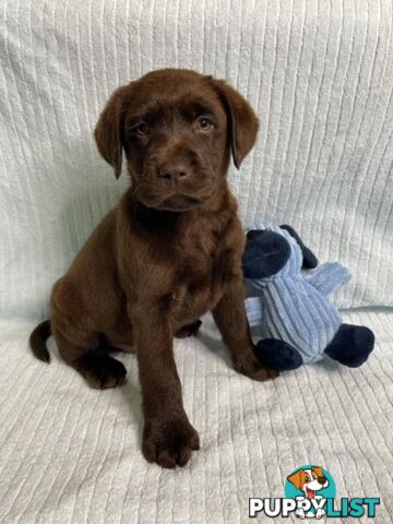 Labrador Pups - Delivery Available Australia Wide