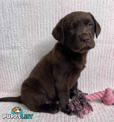 Labrador Pups - Delivery Available Australia Wide