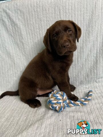 Labrador Pups - Delivery Available Australia Wide