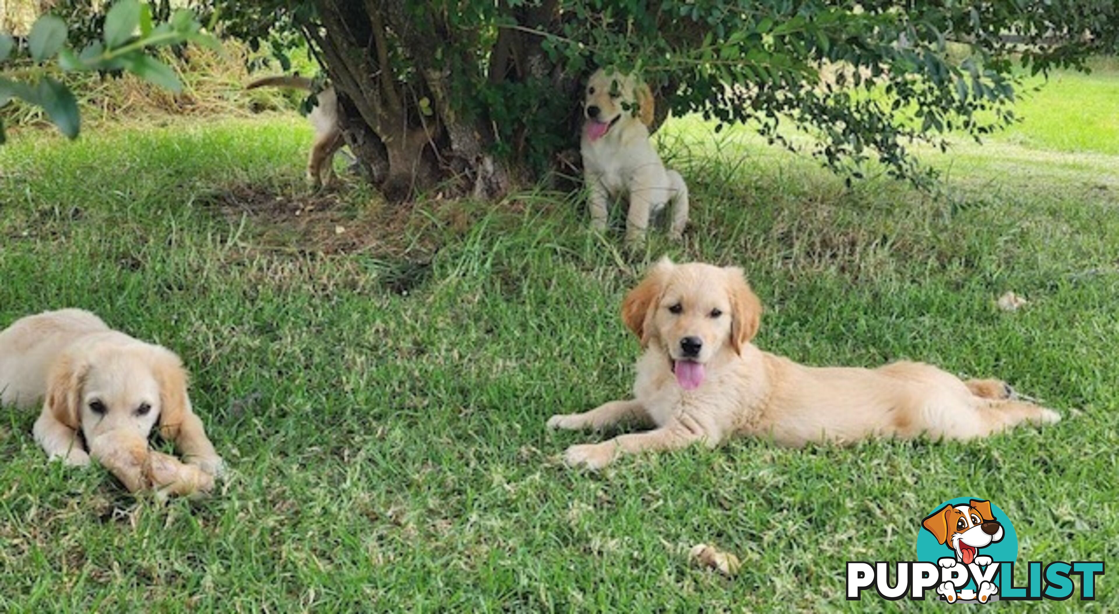 Golden Retriever Puppies - DNA Clear