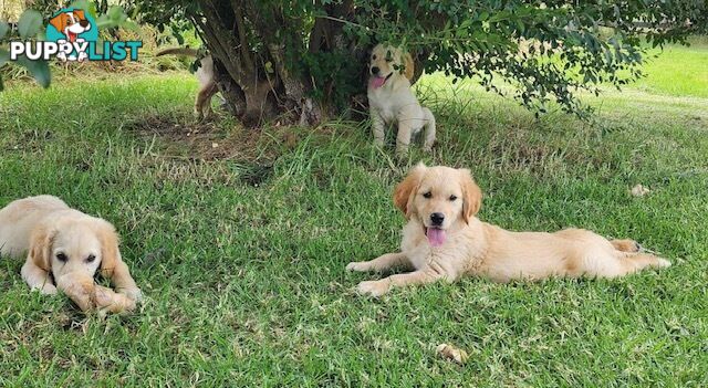 Golden Retriever Puppies - DNA Clear