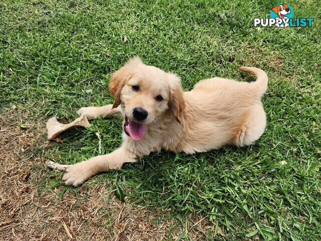 Golden Retriever Puppies - DNA Clear