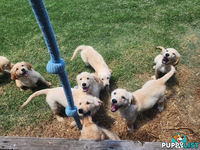 Golden Retriever Puppies - DNA Clear