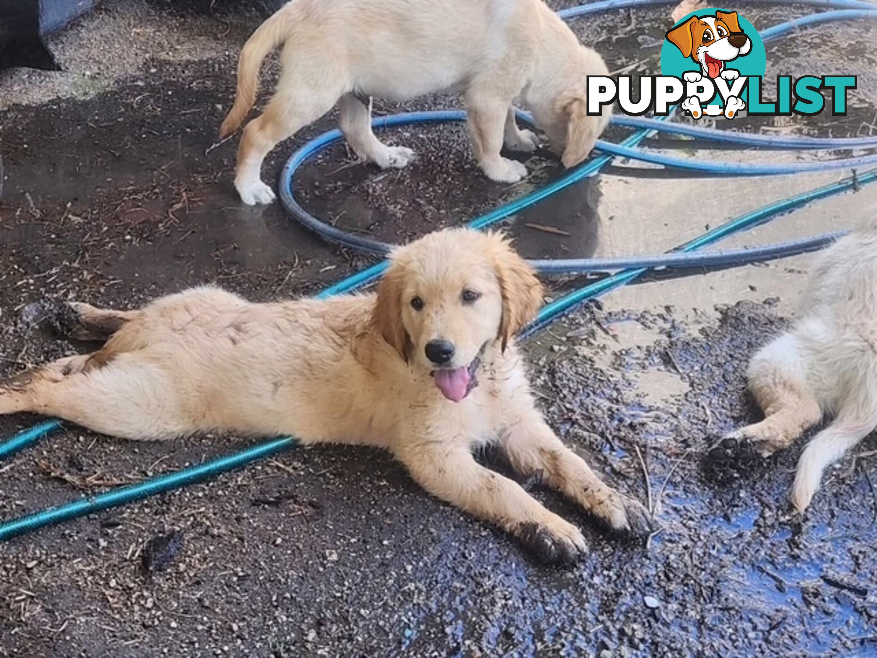 Golden Retriever Puppies - DNA Clear