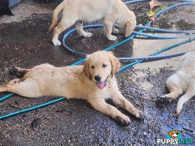 Golden Retriever Puppies - DNA Clear