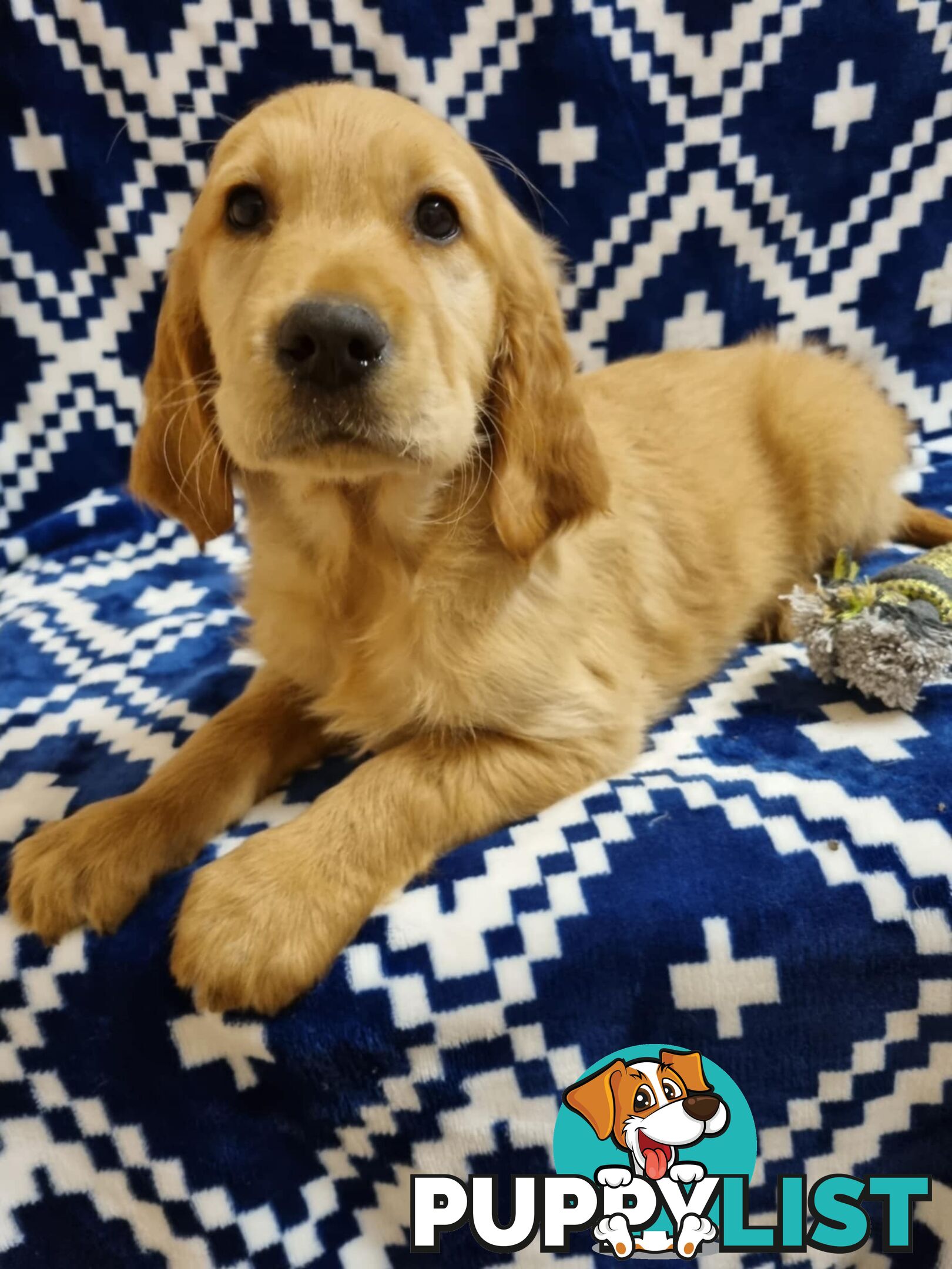 Red Retriever Puppies - DNA Clear