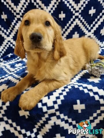 Red Retriever Puppies - DNA Clear