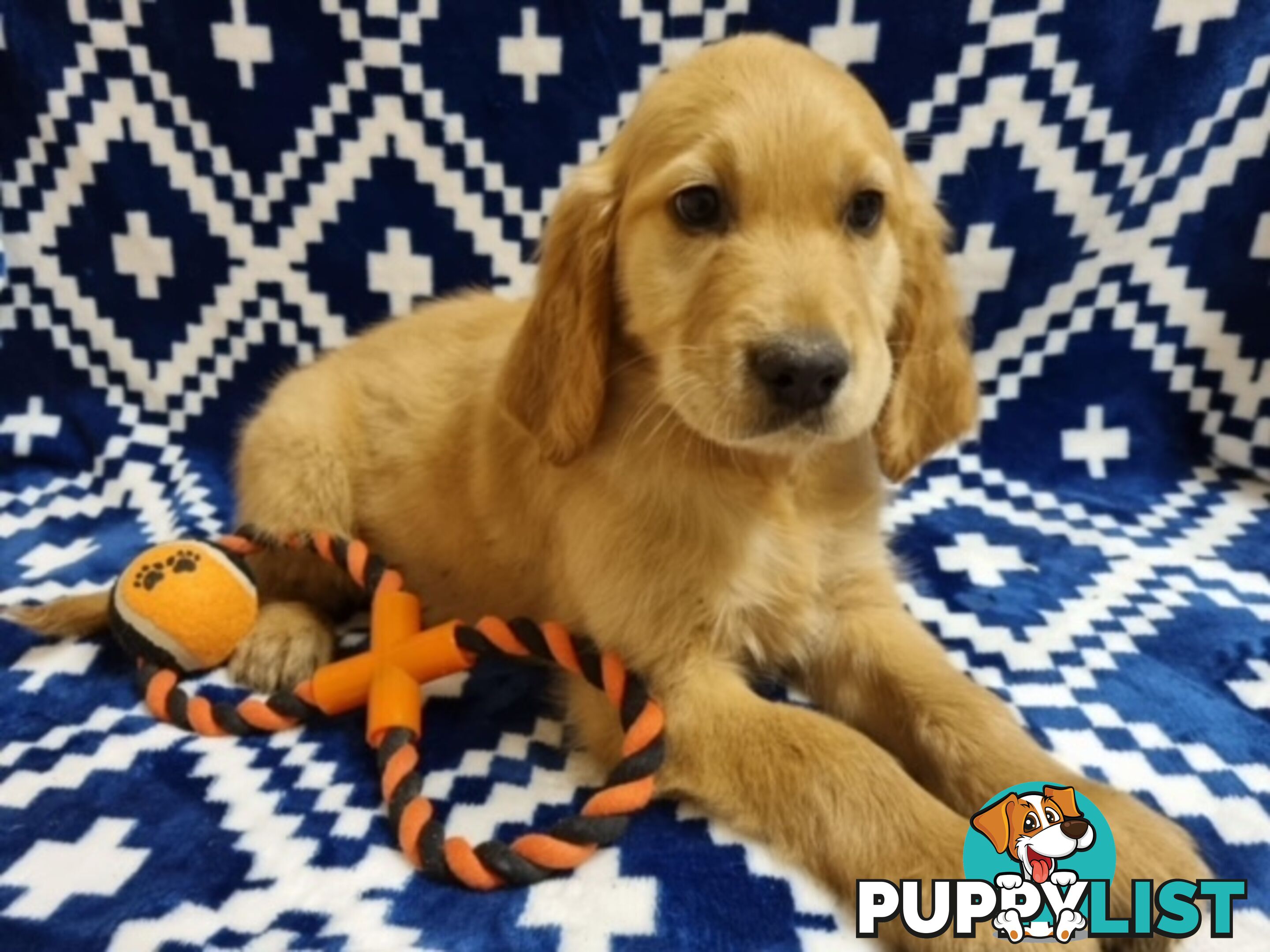 Red Retriever Puppies - DNA Clear